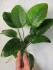 !Anubias barteri var caladiifolia02.JPG