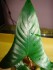 DSC05159.JPG