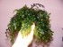 DSCF0935.JPG