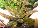 DSCF0953.JPG