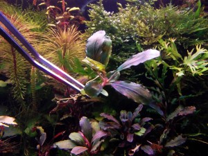 DSCF1786.JPG