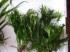 DSCF2536.JPG