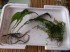 DSCF2537.JPG