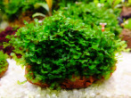 DSCF3443.jpg