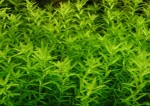 Hemianthus-micranthemoides.jpg