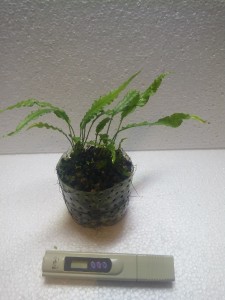 IMG_20160316_183036.jpg