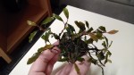 IMG_20160330_135738.jpg