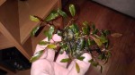 IMG_20160330_135818.jpg