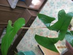 IMG_5219.JPG
