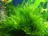 P1030716_cristm1.jpg