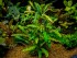 copy_19_Blue-Gaia.jpg