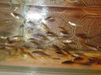 copy_265_IMG_0447-1.jpg