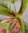 copy_387_DSCN4017.jpg