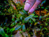 copy_55_copy_517_Gladius_1.jpg