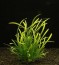 copy_601_Стрелолист-карликовый-Sagittaria-spec.jpg