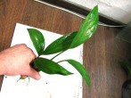 epipremnum-2.jpg