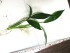 epipremnum-3.jpg