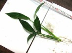 epipremnum-4.jpg