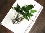 heteroclita-1.jpg