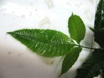 heteroclita-3.jpg