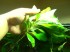 315271584_2_644x461_akvariumnoe-rastenie-nomafila-pryamaya-ili-limonnik-fotografii.jpg