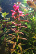 Ammania sp Sulawesi 3.JPG
