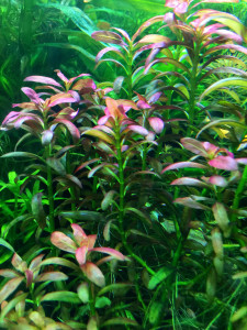 Ammania sp Sulawesi 5.jpg