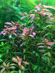 Ammania sp Sulawesi 7.jpg