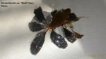 Bucephalandra sp. Black Kayu Manis.jpg