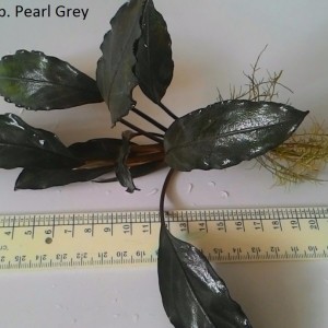 Bucephalandra sp. Pearl Grey.jpg