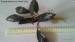 Bucephalandra sp. Pearl Grey.jpg