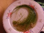 DSC01590.JPG