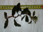 DSC08589.JPG