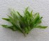 Hygrophila corymbosa  Kompakt.JPG