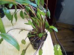 IMG_20160417_111433.jpg