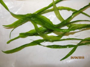 IMG_5813.JPG