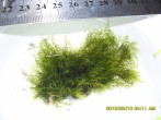 SDC12240.JPG
