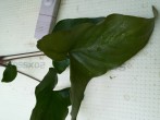 copy_0_20160325_133412.jpg