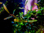 copy_116_copy_519_copy_34_Metallic-Wave_2.jpg