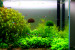 copy_530_copy_572_copy_827_copy_804_copy_670_copy_413_copy_41_copy_805_copy_419_Free-shipping-font-b-Aquarium-b-font-floating-font-b-moss-b-font-ball.jpg