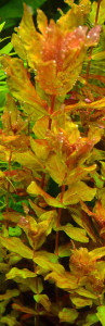 copy_538_copy_967_copy_536_3-3.jpg