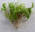 criptocorine wendtii.JPG