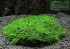 m002_bubble_moss_7n.jpg