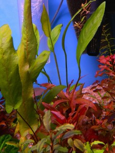 Анубиас Афцели Барклайя.jpg