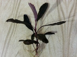 20160501_194651.jpg