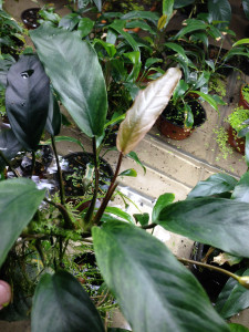 Anubias Barteri var. Glabra minima.jpg