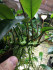 Anubias Barteri var. Glabra minima (3).jpg