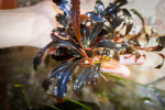 Bucephalandra sp. Brownie Ghost.jpg