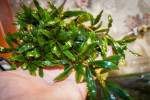 Bucephalandra sp. Kualakuayan-1.jpg