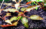Cryptocoryne nurii Rosen Maiden.jpg
